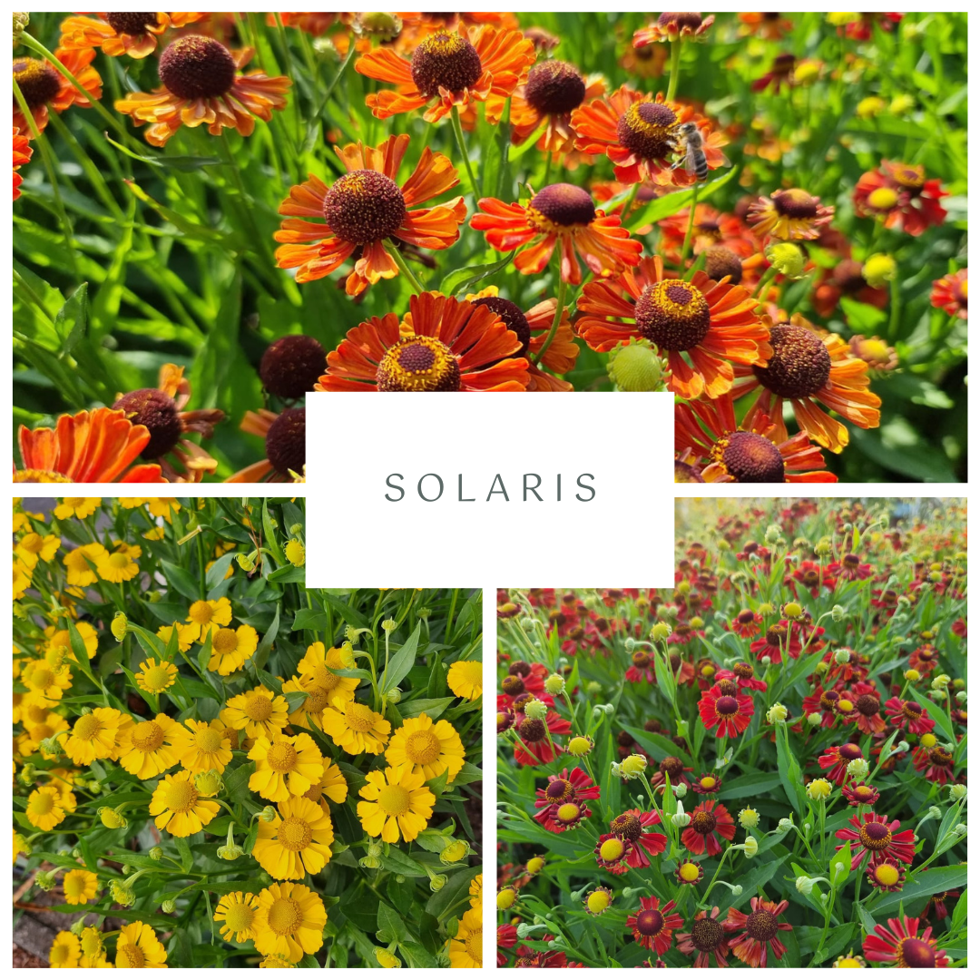 Sonnenbraut-Kollektion "Solaris"