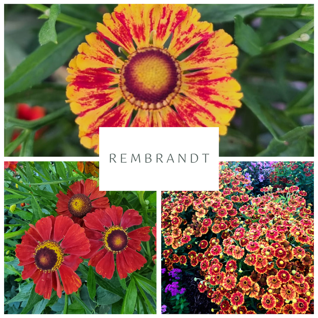 Sonnenbraut-Kollektion "Rembrandt"