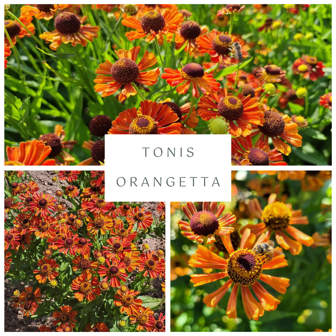 Sonnenbraut-Kollektion "Tonis Orangetta"