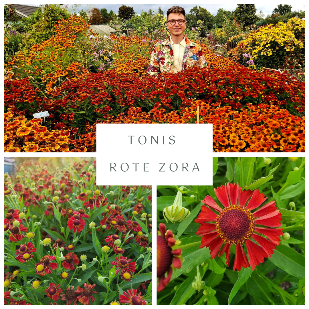 Sonnenbraut "Tonis Rote Zora"