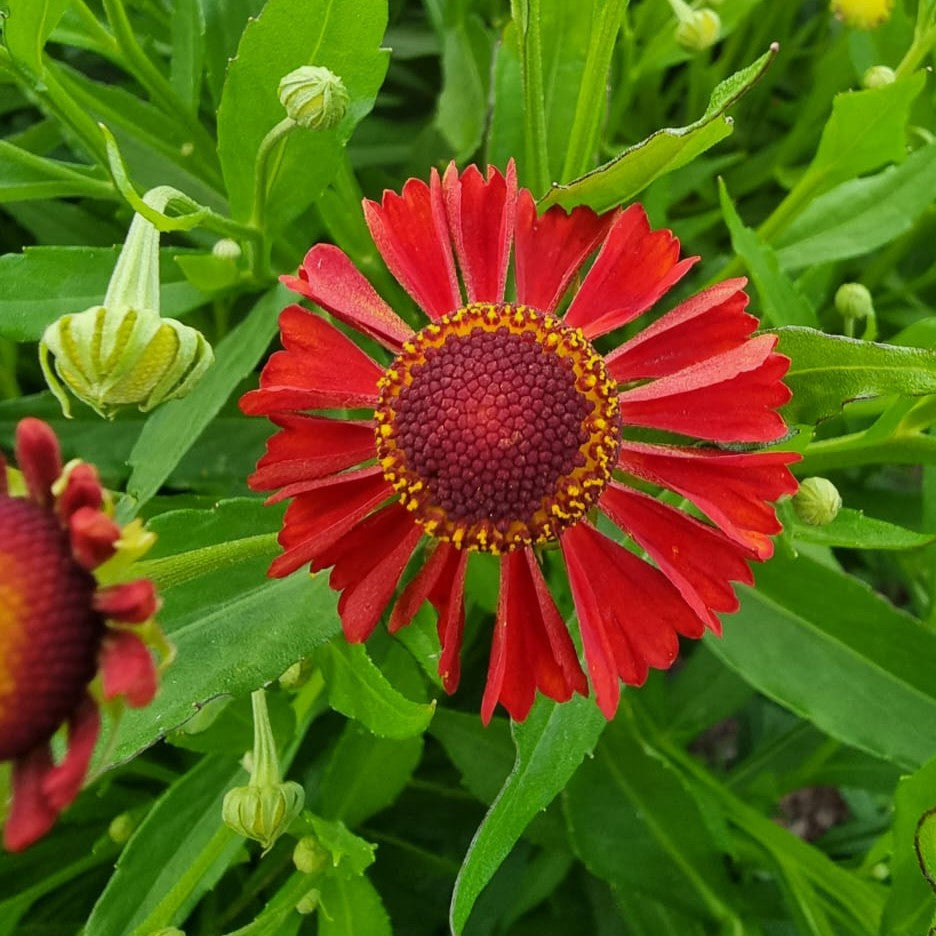 Sonnenbraut "Tonis Rote Zora"